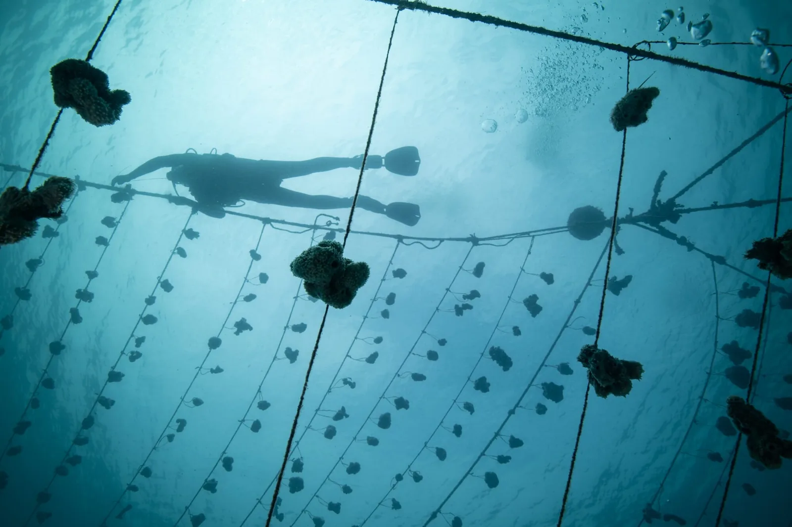 Marine Cultures has build up a nursery containing over 10,000 sponges, fragments of which can then be grown on by farmers
