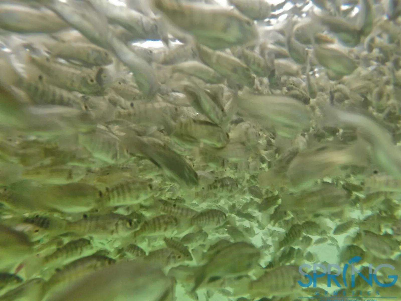 A shoal of tilapia.
