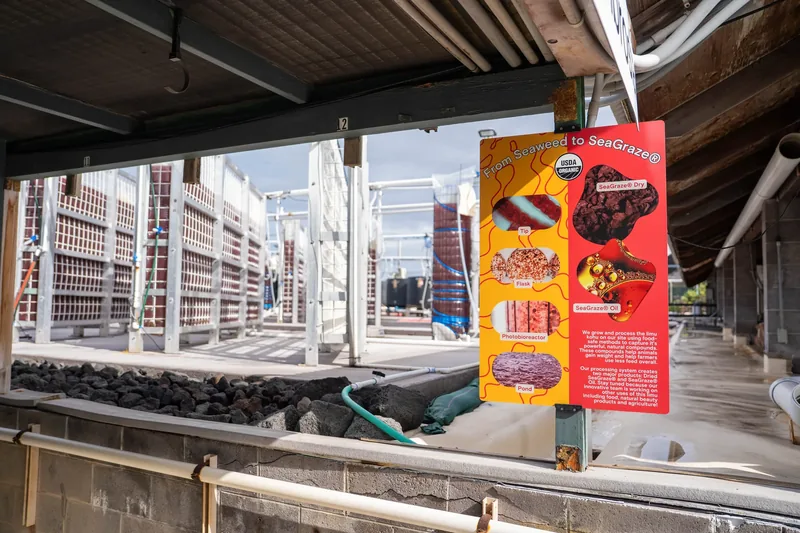 A red algae facility growing algae as a feed additive for ruminants.