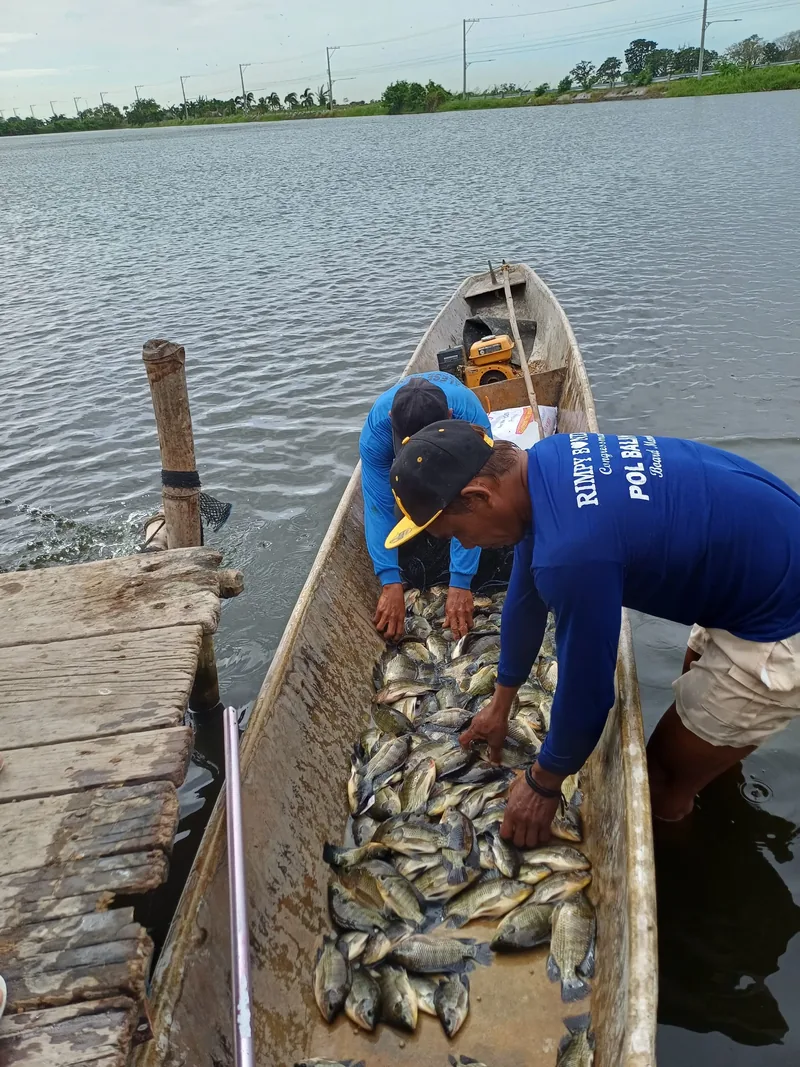 A man unloading fish from a boat.
