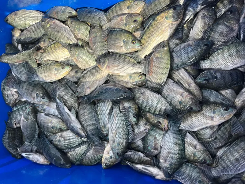 Lots of fish.