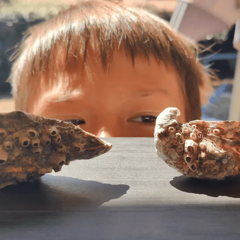A boy looking at two oysters.