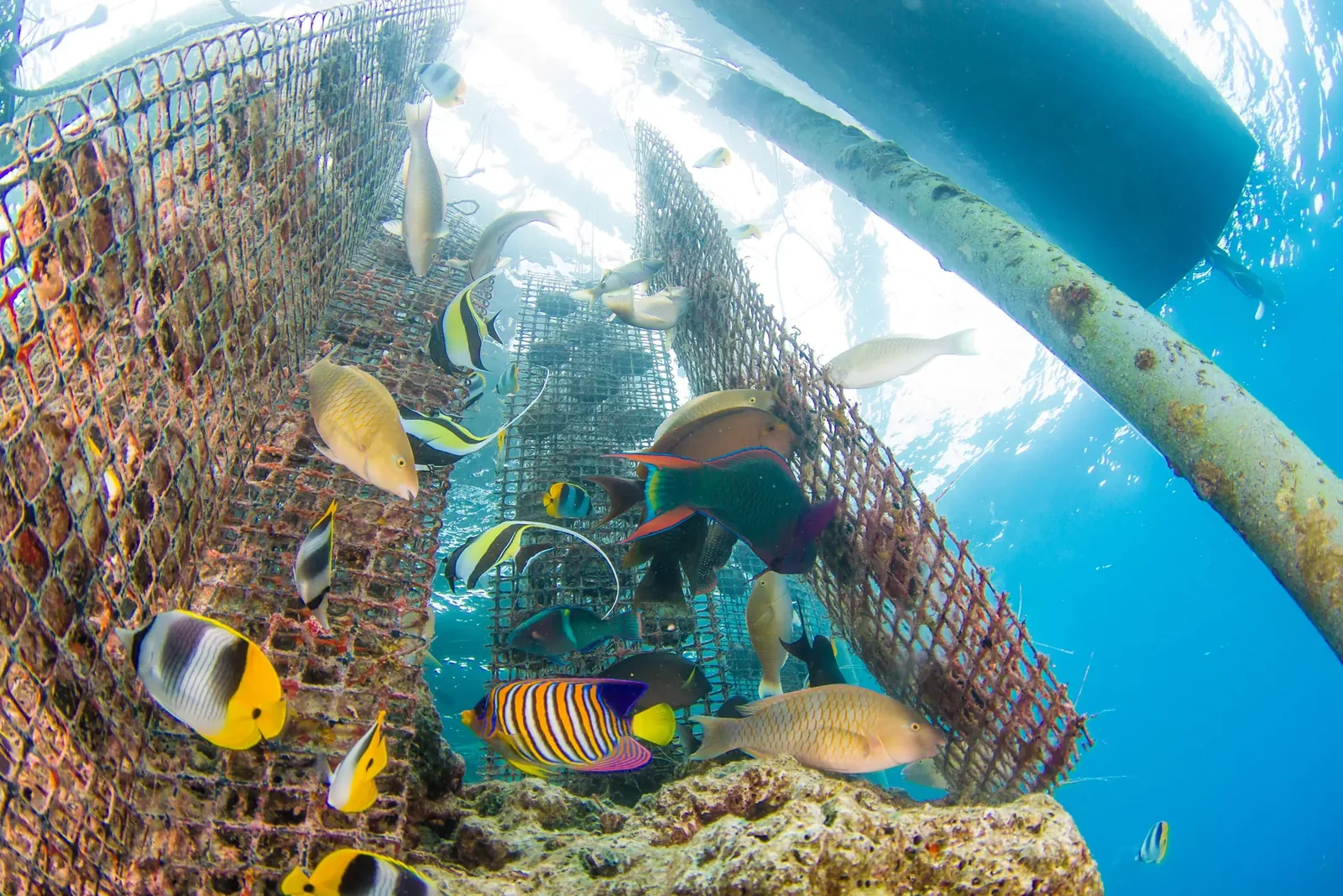 Tropical fish cleaning oysters in the ocean.