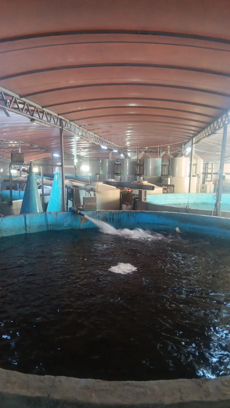 Inside an indoor fish farm.