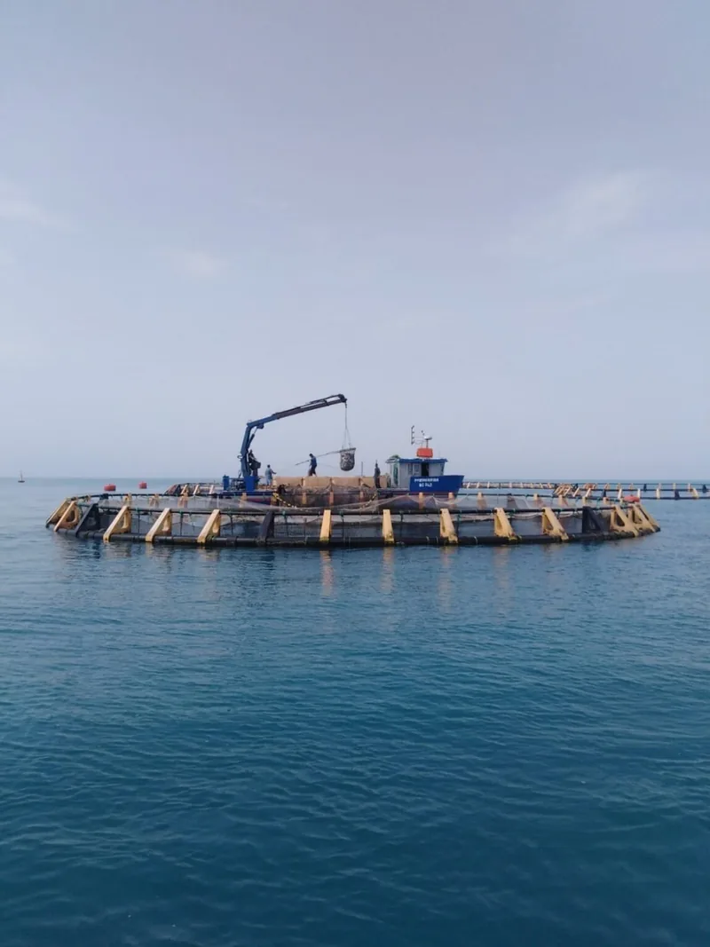 Fish harvesting at Porto Farina
