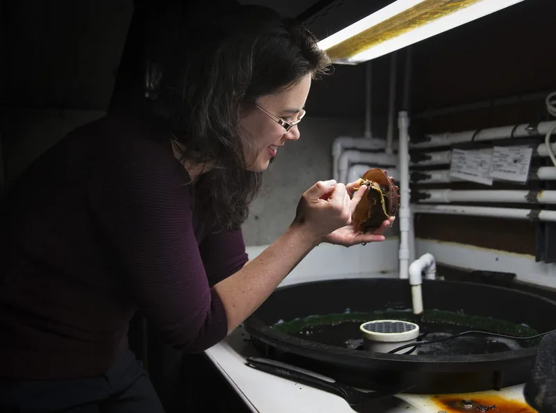 person holding an abalone above a tank