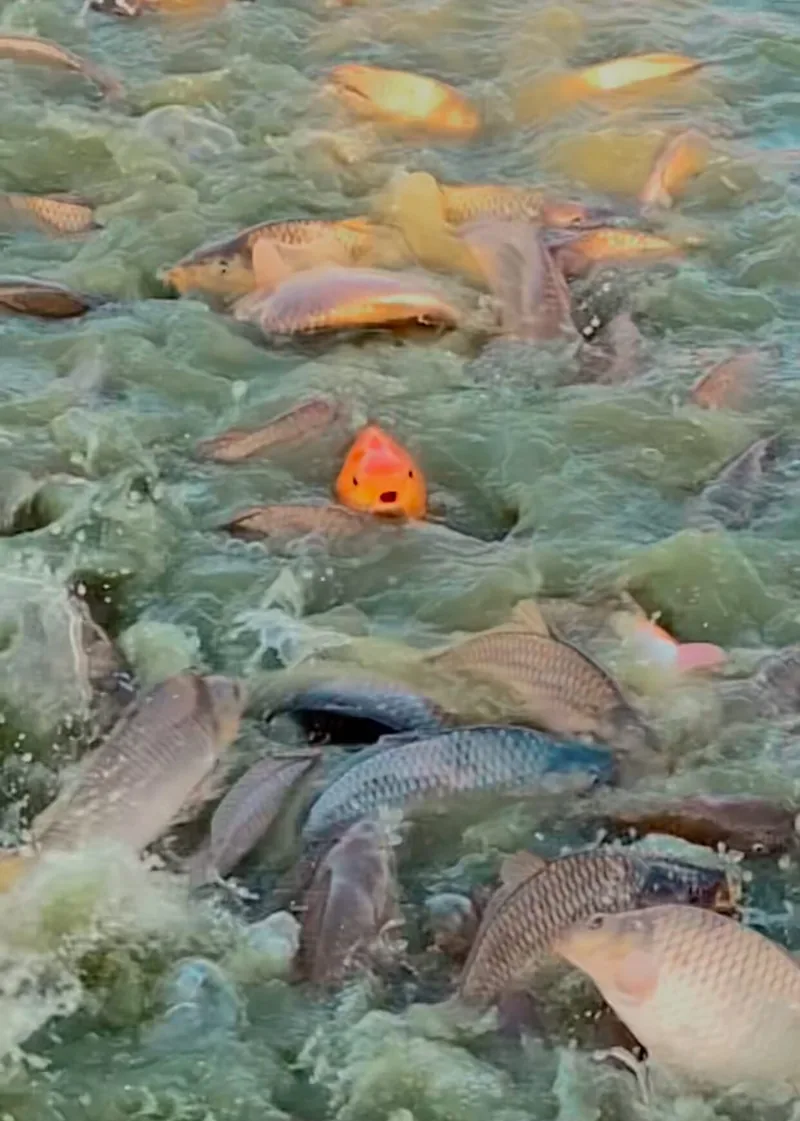 A shoal of large fish breaking the surface of the water