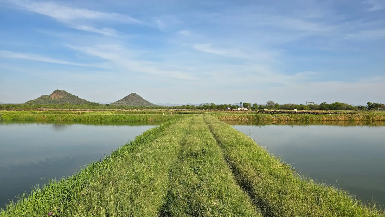 Two ponds surrounded by grassy banks.