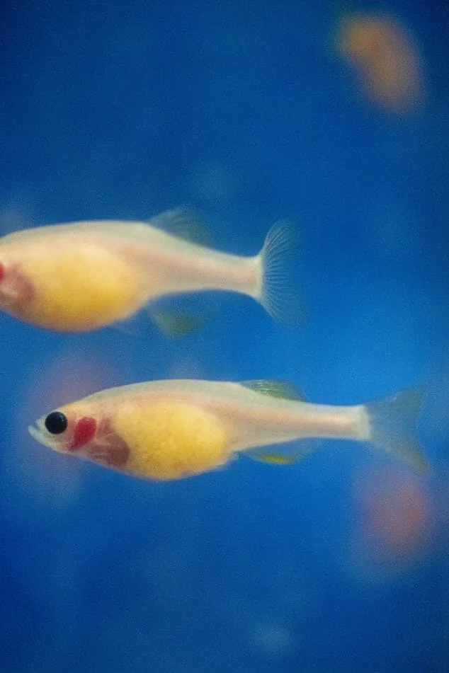 zebrafish