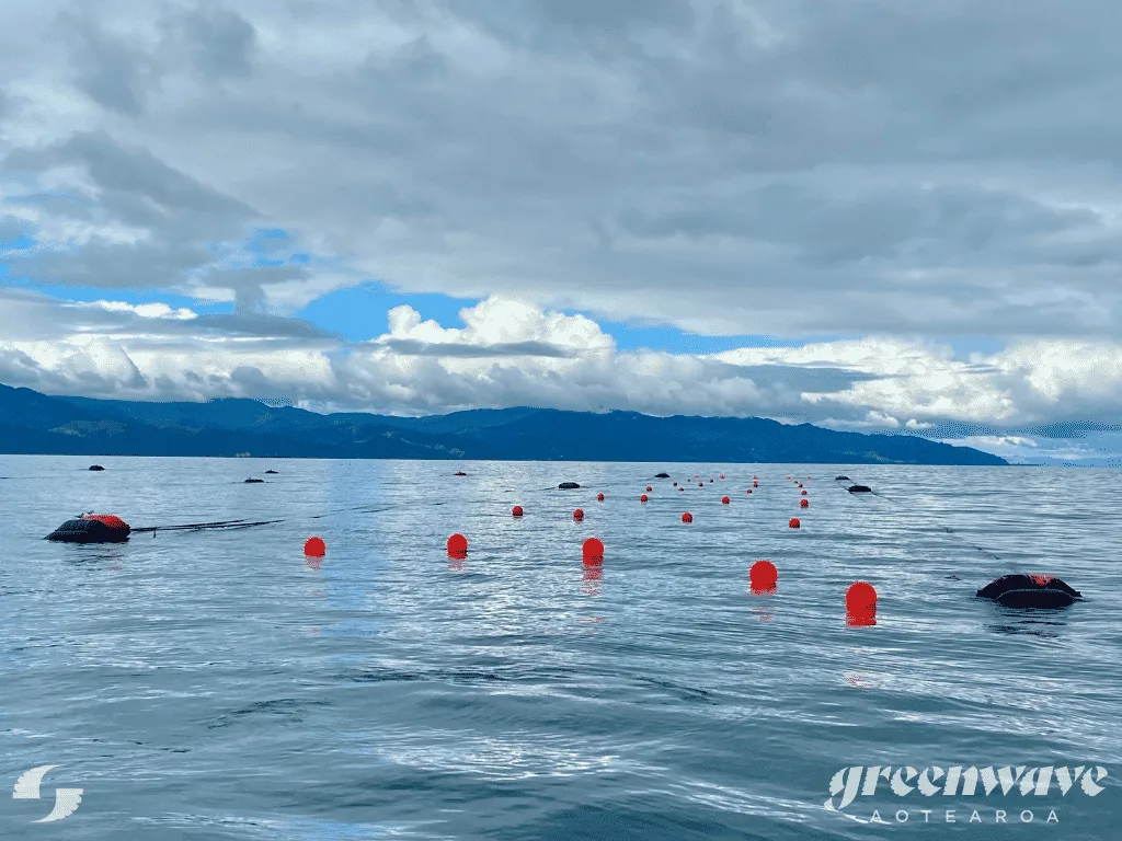 One of the first commercial seaweed farms in New Zealand.