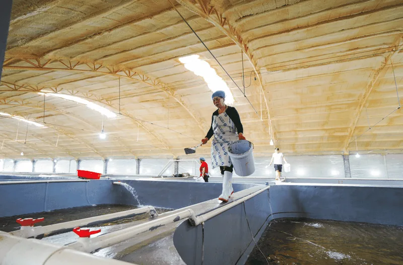 A large indoor fish farm.