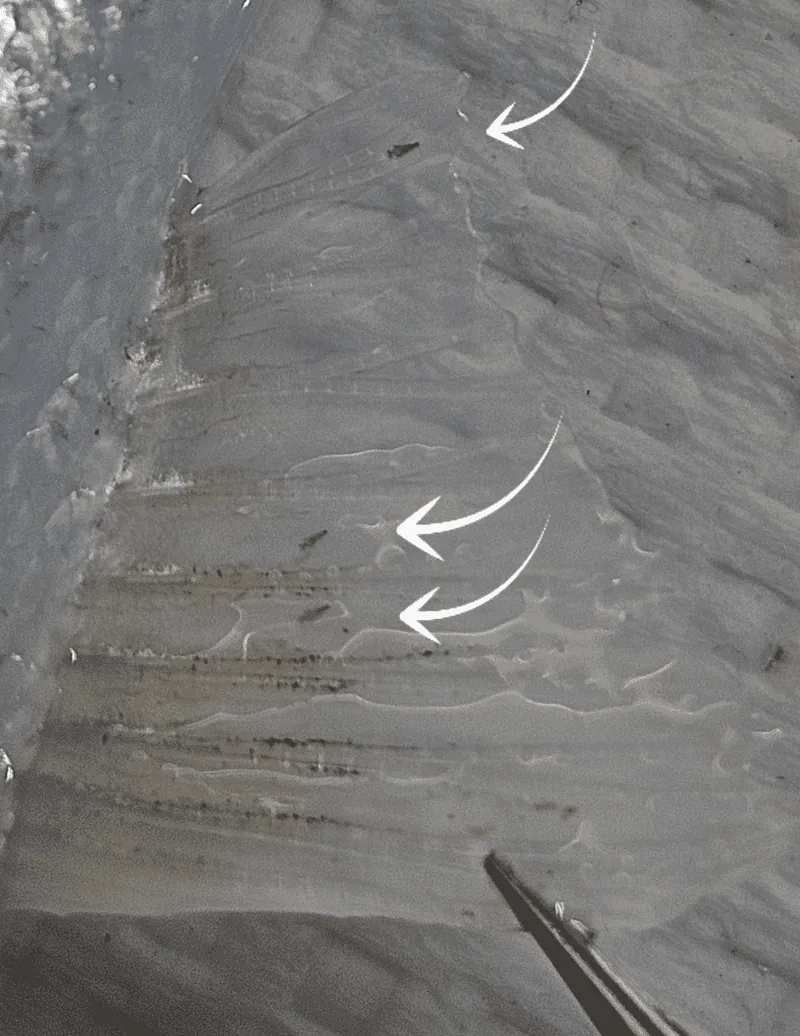 A close-up of parasitic sea lice on the fin of a salmon.