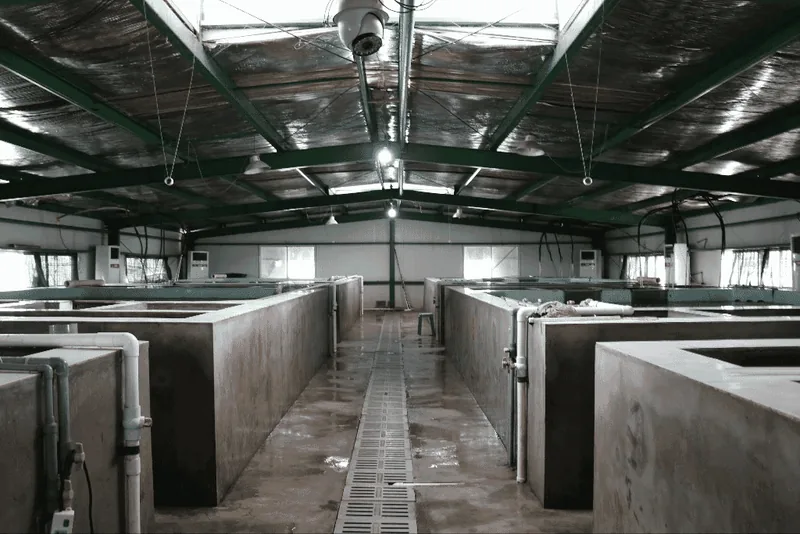 The inside of an indoor fish farm.
