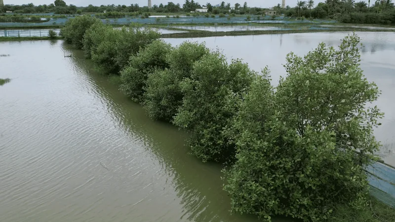 An aerial view of shrimp ponds.