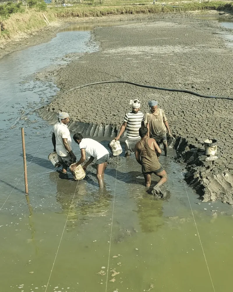 A group of workers removing sludge from a shrimp pond in India.
